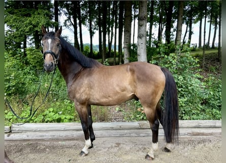 German Sport Horse, Gelding, 5 years, 16,1 hh, Brown