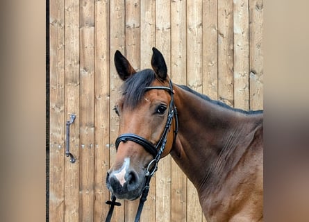 German Sport Horse, Gelding, 5 years, 16,1 hh, Brown