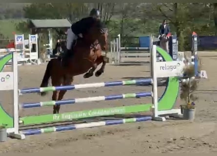 German Sport Horse, Gelding, 5 years, 16,1 hh, Brown
