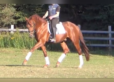 German Sport Horse, Gelding, 5 years, 16,1 hh, Chestnut-Red