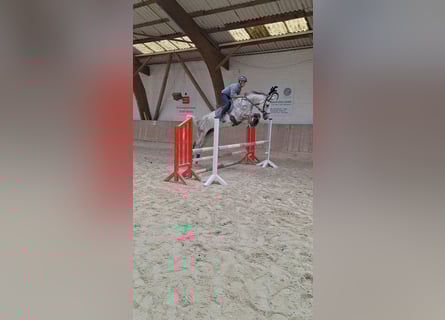 German Sport Horse, Gelding, 5 years, 16,1 hh, Grey