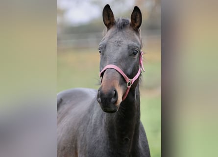 German Sport Horse, Gelding, 5 years, 16,2 hh, Bay-Dark