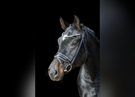 German Sport Horse, Gelding, 5 years, 16,2 hh, Bay-Dark