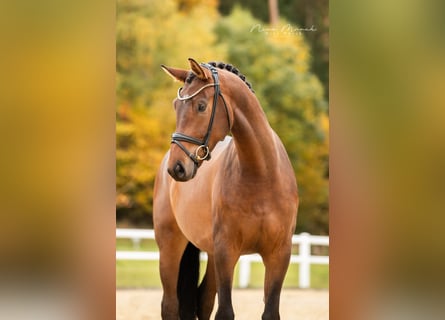 German Sport Horse, Gelding, 5 years, 16,2 hh, Brown
