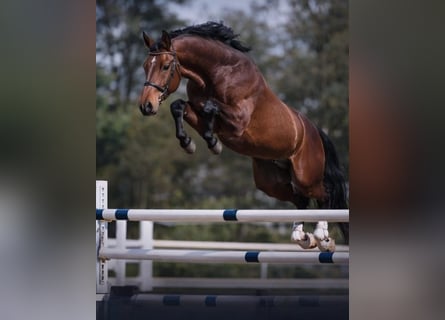 German Sport Horse, Gelding, 5 years, 16,2 hh, Brown