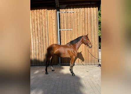 German Sport Horse, Gelding, 5 years, 16,2 hh, Brown