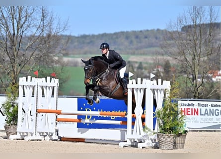 German Sport Horse, Gelding, 5 years, 16,3 hh, Bay-Dark