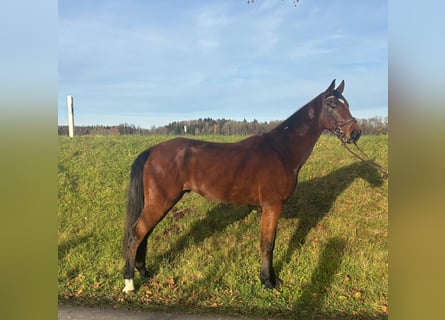 German Sport Horse, Gelding, 5 years, 16,3 hh, Bay-Dark