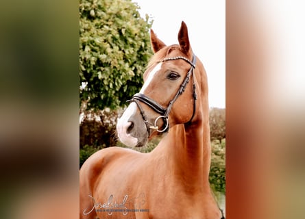 German Sport Horse, Gelding, 5 years, 17.1 hh, Chestnut-Red