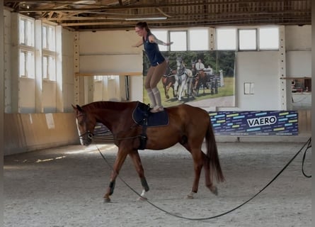 German Sport Horse, Gelding, 5 years, 17.1 hh, Chestnut-Red