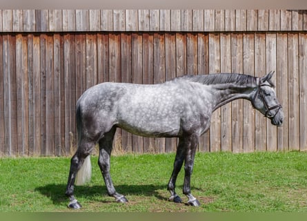 German Sport Horse, Gelding, 5 years, 17.2 hh, Grey