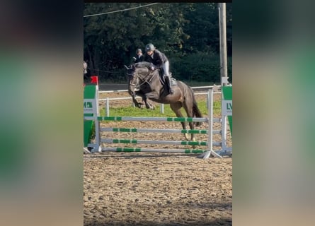German Sport Horse, Gelding, 5 years, 17 hh, Bay-Dark