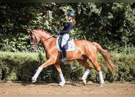 German Sport Horse, Gelding, 5 years, 17 hh, Chestnut-Red