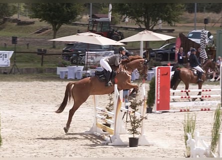 German Sport Horse, Gelding, 5 years, 17 hh, Chestnut-Red