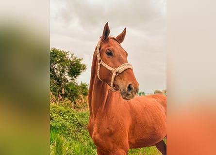 German Sport Horse, Gelding, 5 years, 17 hh, Chestnut-Red