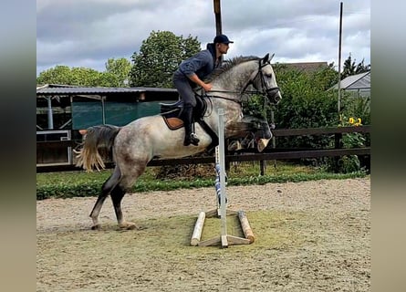 German Sport Horse, Gelding, 5 years, 17 hh, Gray