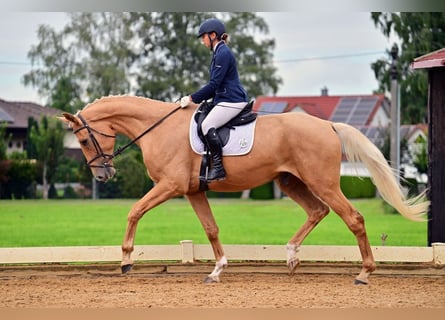 German Sport Horse, Gelding, 5 years, 18.2 hh, Palomino