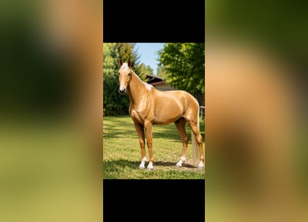 German Sport Horse, Gelding, 5 years, 18.2 hh, Palomino