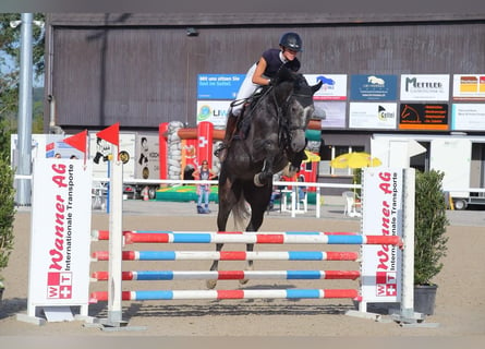 German Sport Horse, Gelding, 5 years, Gray
