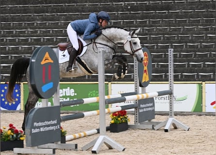 German Sport Horse, Gelding, 5 years, Grey