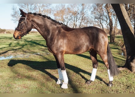 German Sport Horse, Gelding, 6 years, 14.2 hh, Brown