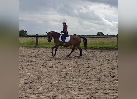 German Sport Horse, Gelding, 6 years, 15.2 hh, Brown