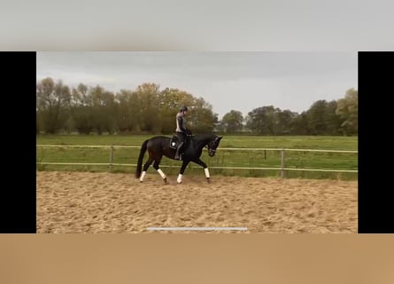 German Sport Horse, Gelding, 6 years, 16.1 hh, Bay-Dark