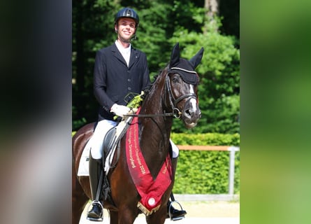 German Sport Horse, Gelding, 6 years, 16.1 hh, Black