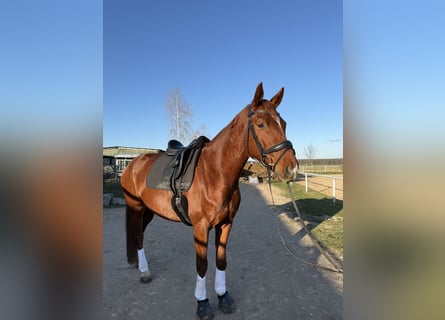 German Sport Horse, Gelding, 6 years, 16.1 hh, Chestnut-Red
