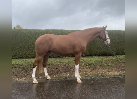 German Sport Horse, Gelding, 6 years, 16.1 hh, Chestnut-Red