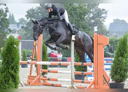 German Sport Horse, Gelding, 6 years, 16,1 hh, Smoky-Black