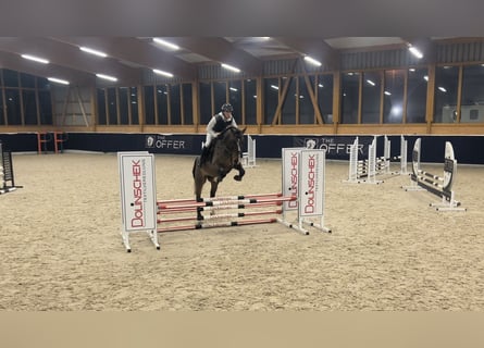 German Sport Horse, Gelding, 6 years, 16,2 hh, Bay-Dark