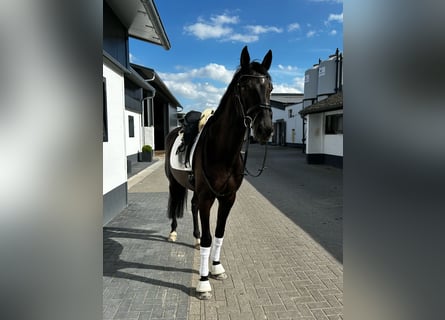 German Sport Horse, Gelding, 6 years, 16.2 hh, Black