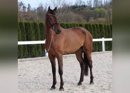 German Sport Horse, Gelding, 6 years, 16.2 hh, Brown