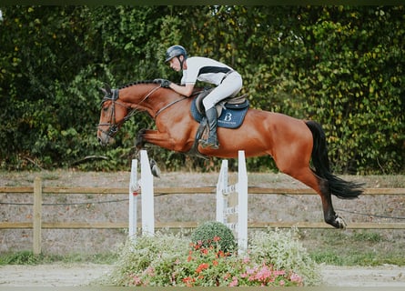 German Sport Horse, Gelding, 6 years, 16.2 hh, Brown