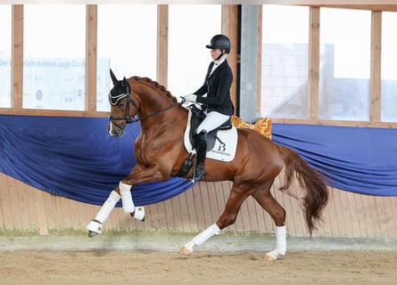 German Sport Horse, Gelding, 6 years, 16.2 hh, Chestnut