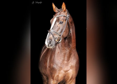 German Sport Horse, Gelding, 6 years, 16.2 hh, Chestnut