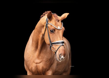 German Sport Horse, Gelding, 6 years, 16.2 hh, Chestnut-Red