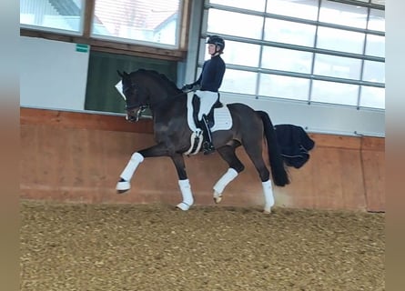 German Sport Horse, Gelding, 6 years, 16 hh, Bay-Dark