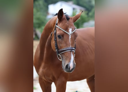 Deutsches Sportpferd, Wallach, 6 Jahre, 16 hh, Rotbrauner