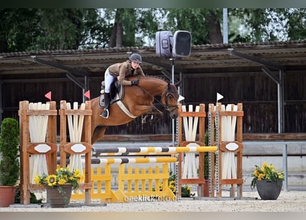 German Sport Horse, Gelding, 6 years, 16 hh, Brown