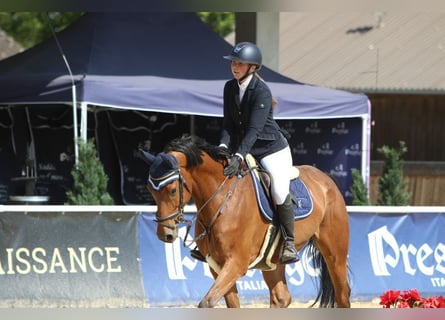 German Sport Horse, Gelding, 6 years, 16 hh, Brown