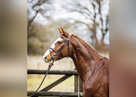 German Sport Horse, Gelding, 6 years, 16 hh, Chestnut-Red