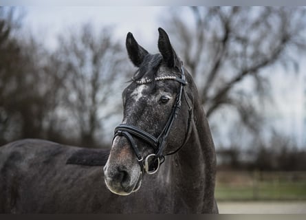 German Sport Horse, Gelding, 6 years, 16 hh, Gray