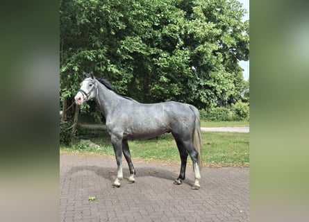 German Sport Horse, Gelding, 6 years, 16 hh, Grey