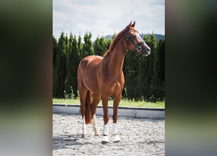 German Sport Horse, Gelding, 6 years, 16,1 hh, Chestnut-Red
