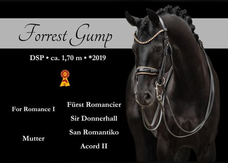 German Sport Horse, Gelding, 6 years, 16,2 hh, Black