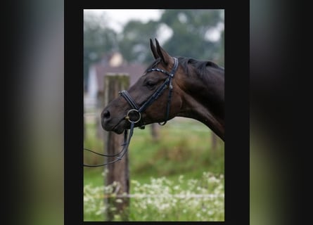German Sport Horse, Gelding, 6 years, 16,2 hh, Black