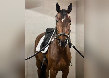 German Sport Horse, Gelding, 6 years, 16,3 hh, Brown