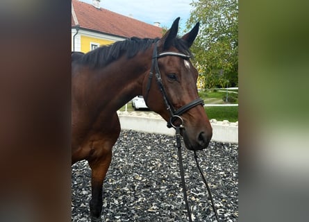 German Sport Horse, Gelding, 6 years, 17.1 hh, Brown